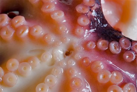 stockarch (artist) - details of the tentacles and mouth of a squid Stock Photo - Budget Royalty-Free & Subscription, Code: 400-04981975