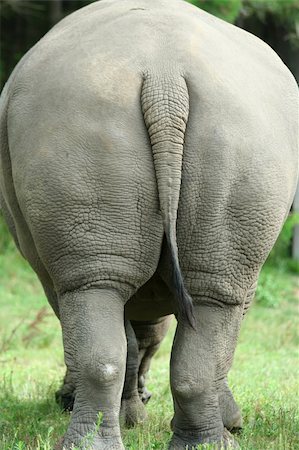 simsearch:400-04455503,k - A White Rhinoceros rear view Stock Photo - Budget Royalty-Free & Subscription, Code: 400-04982027