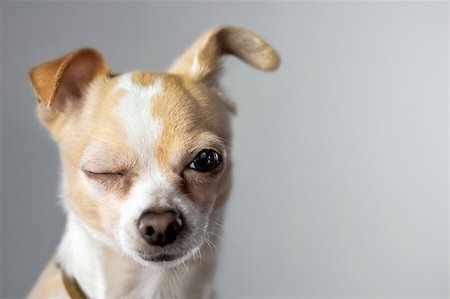 Chihuahua winks as if to say "okay" Stock Photo - Budget Royalty-Free & Subscription, Code: 400-04982128