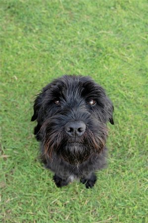 schottischer terrier - a cute black scottish terrier sitting in the grass Stockbilder - Microstock & Abonnement, Bildnummer: 400-04982171