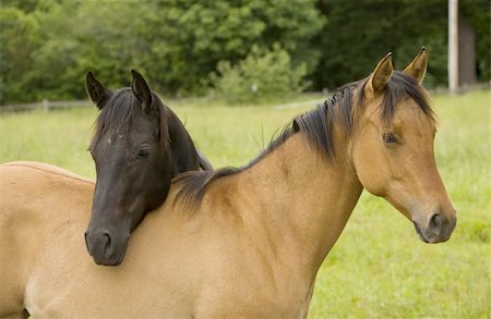 simsearch:400-07168060,k - two horse buddies in a field Stock Photo - Budget Royalty-Free & Subscription, Code: 400-04982264