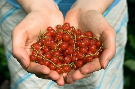 hands full of red currant berries, shallow DOF Stock Photo - Budget Royalty-Free & Subscription, Code: 400-04982275