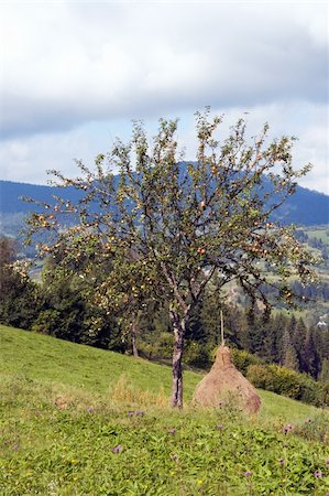simsearch:400-05730615,k - Summer mountain green meadow with stacks of hay and apple-tree (Carpathian Mt-s, Ukraine). Fotografie stock - Microstock e Abbonamento, Codice: 400-04982319