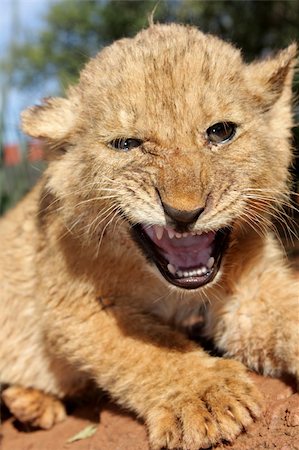 A little angry baby lion cub Photographie de stock - Aubaine LD & Abonnement, Code: 400-04982765