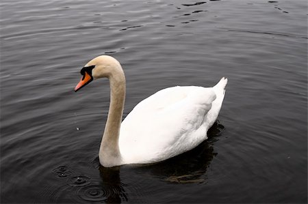 simsearch:400-04752767,k - Beautiful swans float in dark water a pond Photographie de stock - Aubaine LD & Abonnement, Code: 400-04982907
