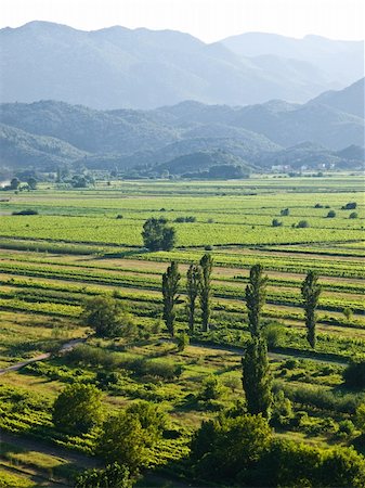 Green vineyards in Croatia, Europe. Summer time sunset Photographie de stock - Aubaine LD & Abonnement, Code: 400-04983036