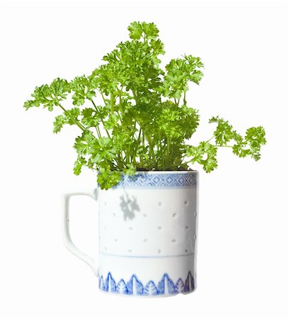 growing  parsley in a mug (windowsill gardening), iisolated Foto de stock - Super Valor sin royalties y Suscripción, Código: 400-04983079