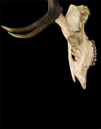 deer antlers close up - This is horns of deer very well kept Stock Photo - Budget Royalty-Free & Subscription, Code: 400-04983206
