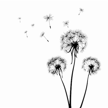 silhouettes of three dandelions in the wind Stock Photo - Budget Royalty-Free & Subscription, Code: 400-04983342