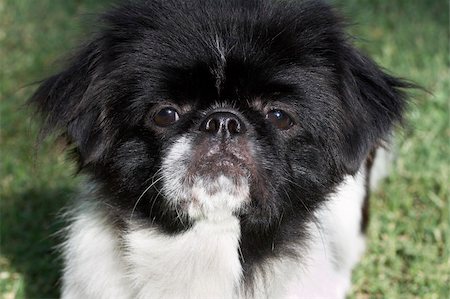 a close up picture of a pekingese puppy Foto de stock - Super Valor sin royalties y Suscripción, Código: 400-04983416