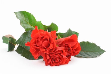 simsearch:400-05033064,k - three beautiful roses isolated on white background Foto de stock - Royalty-Free Super Valor e Assinatura, Número: 400-04983502