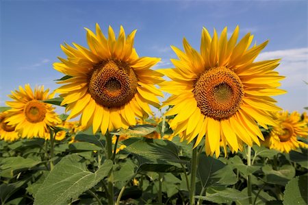 simsearch:400-05682398,k - Sunflowers against the blue sky Stock Photo - Budget Royalty-Free & Subscription, Code: 400-04983558
