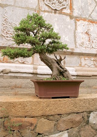 bonsai tree by the oriental wall Stock Photo - Budget Royalty-Free & Subscription, Code: 400-04983678
