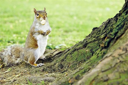 simsearch:400-06142298,k - grey squirrel with peanut by the tree, Hyde Park, London Photographie de stock - Aubaine LD & Abonnement, Code: 400-04983727