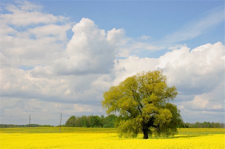 simsearch:400-04983141,k - willow tree in canola field, summertime, Latvia Stock Photo - Budget Royalty-Free & Subscription, Code: 400-04983754