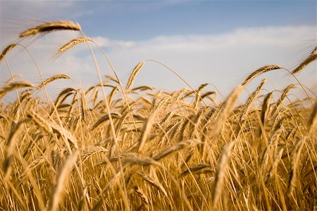 Cereal cultures are bread, a theme of an agriculture Stockbilder - Microstock & Abonnement, Bildnummer: 400-04983909