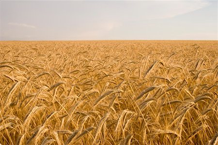 Cereal cultures are bread, a theme of an agriculture Stockbilder - Microstock & Abonnement, Bildnummer: 400-04983910