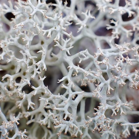 Reindeer moss photographed with strong increase Stock Photo - Budget Royalty-Free & Subscription, Code: 400-04983993