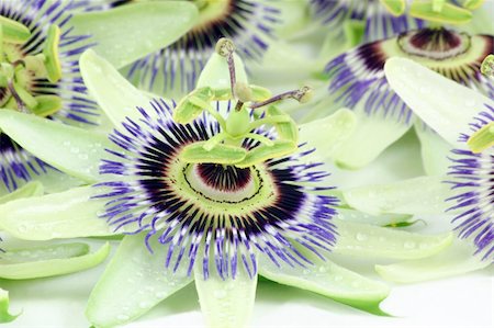 passiflora - passion flowers with the rain still on their petals Photographie de stock - Aubaine LD & Abonnement, Code: 400-04994186