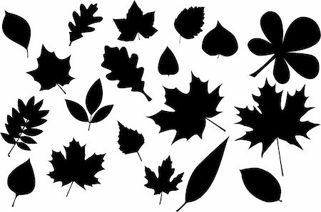 leaves silhouette Stock Photo - Budget Royalty-Free & Subscription, Code: 400-04994412