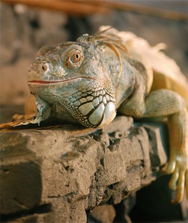 reptiles madagascar - The lizard. Wild animals. An aquarium - wild animals Stock Photo - Budget Royalty-Free & Subscription, Code: 400-04994521