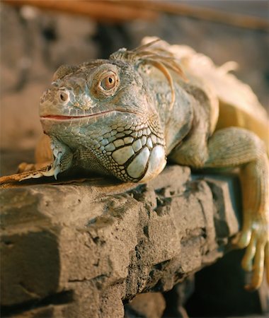 The lizard. Wild animals. An aquarium - wild animals Foto de stock - Super Valor sin royalties y Suscripción, Código: 400-04994521