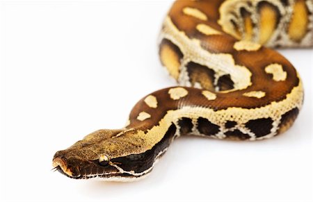 pitón - Blood Python (Python curtus) on white background. Foto de stock - Super Valor sin royalties y Suscripción, Código: 400-04994615