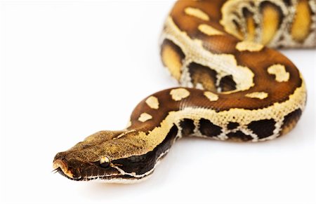 pythonschlange - Blood Python (Python curtus) on white background. Stockbilder - Microstock & Abonnement, Bildnummer: 400-04994615