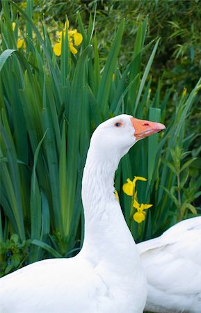 simsearch:400-05068873,k - Pure White Geese With orange Beak Looking for Food Stock Photo - Budget Royalty-Free & Subscription, Code: 400-04994776