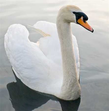 Beautiful Swan Floating Swimming On Pond Photographie de stock - Aubaine LD & Abonnement, Code: 400-04994779