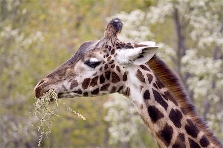 simsearch:400-04604858,k - pictures of the wild animals Photographie de stock - Aubaine LD & Abonnement, Code: 400-04994857