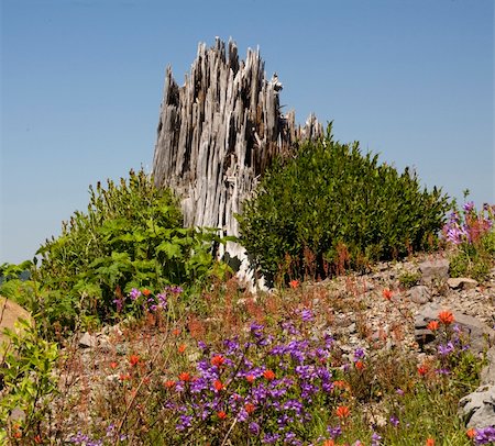 delphinium - Red Blue Wildflowers Indian Paint Brush Larkspur Wooden Stump from Volcanic Blast, Saint Helens Volcano National Park Washington  Shows that mountain is recovering from volcanic blast in 1980. Fotografie stock - Microstock e Abbonamento, Codice: 400-04994930