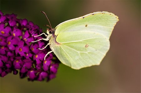 simsearch:400-07674888,k - Brimestone Butterfly -  Gonepteryx  rhamni  on a purple summer lilac - buddleja davidii Fotografie stock - Microstock e Abbonamento, Codice: 400-04995130