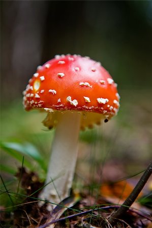 simsearch:400-06094336,k - A red and white mush - Fly Amanita.  Poisonous and hallucinogenic Photographie de stock - Aubaine LD & Abonnement, Code: 400-04995131