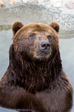 brown bear in the water Stockbilder - Microstock & Abonnement, Bildnummer: 400-04995182