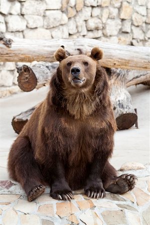 brown bear Foto de stock - Super Valor sin royalties y Suscripción, Código: 400-04995194