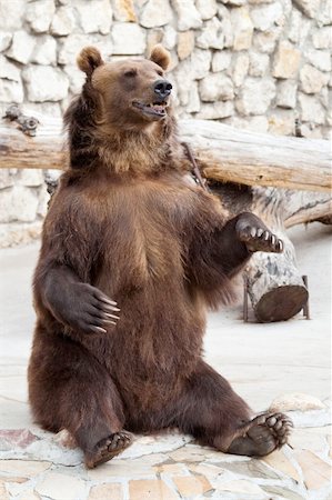 brown bear Foto de stock - Super Valor sin royalties y Suscripción, Código: 400-04995193