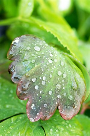 water drops on a leaf Foto de stock - Super Valor sin royalties y Suscripción, Código: 400-04995452