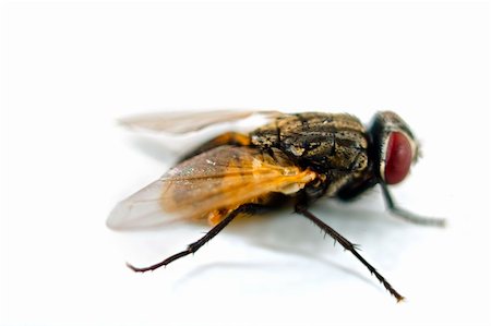 simsearch:400-07680450,k - close up of a fly isolated on white Photographie de stock - Aubaine LD & Abonnement, Code: 400-04995517