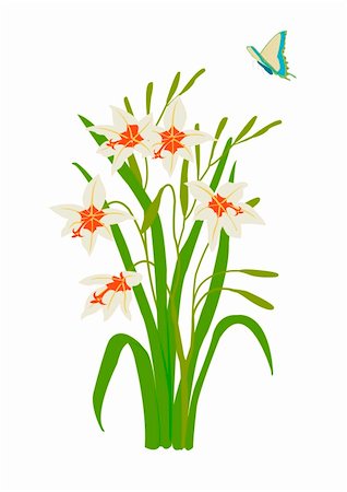 vector illustrtion of stylised peacock orchid with butterfly Foto de stock - Royalty-Free Super Valor e Assinatura, Número: 400-04995565
