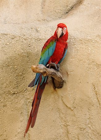 Colorful parrot from the Amazon basin Stock Photo - Budget Royalty-Free & Subscription, Code: 400-04995667