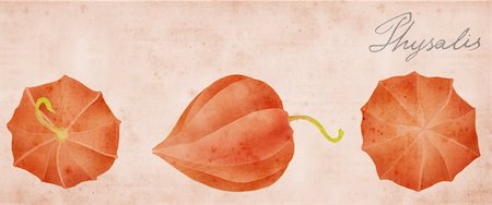physalis border on old paper background, hand drawing and paper texture collage Stock Photo - Budget Royalty-Free & Subscription, Code: 400-04996023