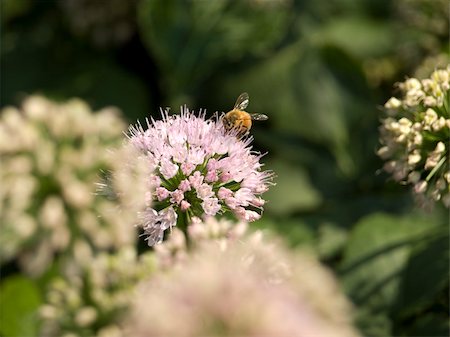 simsearch:400-07674888,k - A bee collecting pollen from a flower. Foto de stock - Super Valor sin royalties y Suscripción, Código: 400-04996044