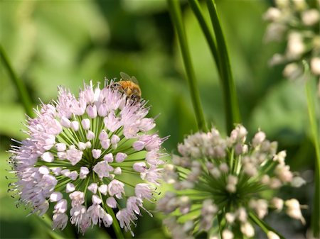 simsearch:400-04867397,k - A bee collecting pollen from a flower. Fotografie stock - Microstock e Abbonamento, Codice: 400-04996045