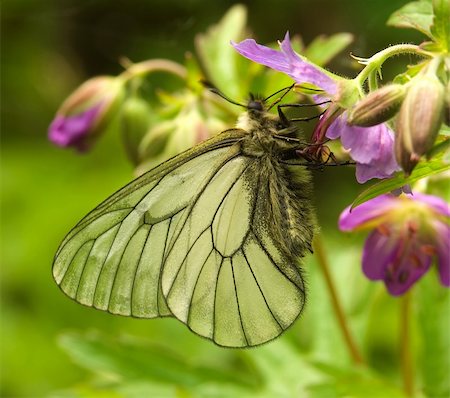 The butterfly drinks nectar from a flower Foto de stock - Super Valor sin royalties y Suscripción, Código: 400-04996671