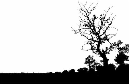 Black silhouette of field with tree , isolated. Stock Photo - Budget Royalty-Free & Subscription, Code: 400-04996760