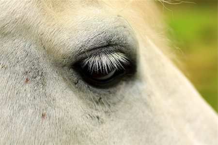 Horse's eye close up Foto de stock - Royalty-Free Super Valor e Assinatura, Número: 400-04997088