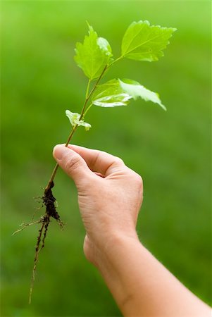 young plant holded by a right hand, green background Stock Photo - Budget Royalty-Free & Subscription, Code: 400-04997356