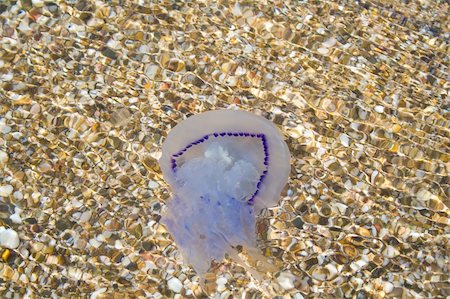 simsearch:700-03439236,k - The jellyfish has swum up to the coast Foto de stock - Royalty-Free Super Valor e Assinatura, Número: 400-04997576