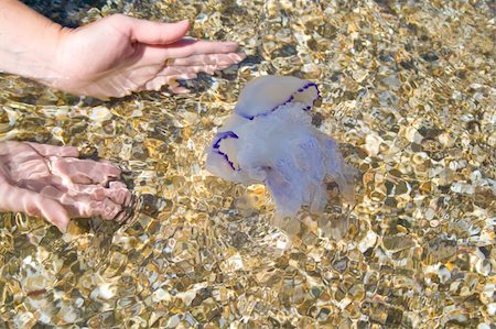 simsearch:700-03439236,k - The jellyfish has swum up to the coast Foto de stock - Royalty-Free Super Valor e Assinatura, Número: 400-04997577